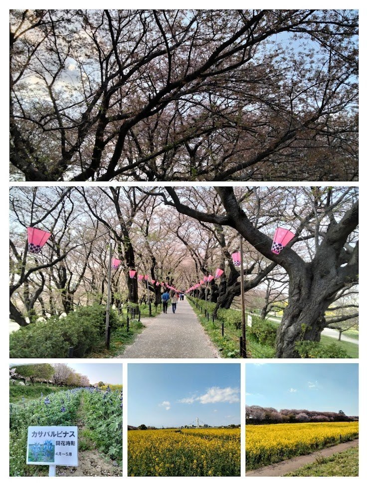 花見】幸手権現堂公園 桜と菜の花コラボ 2023.4.3｜takewoody＠学ぶ
