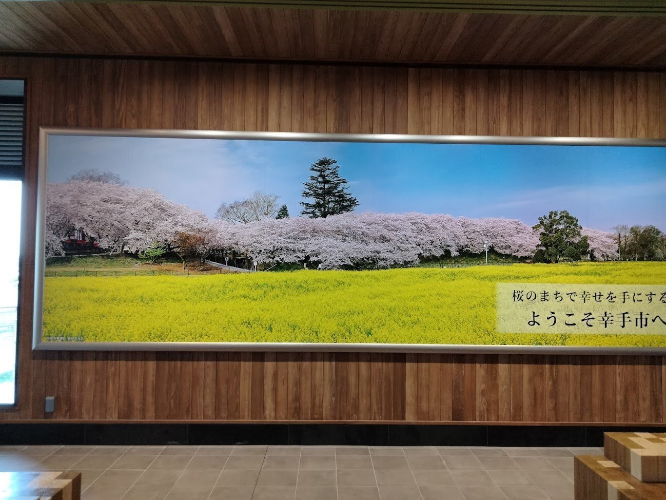 花見】幸手権現堂公園 桜と菜の花コラボ 2023.4.3｜takewoody＠学ぶ