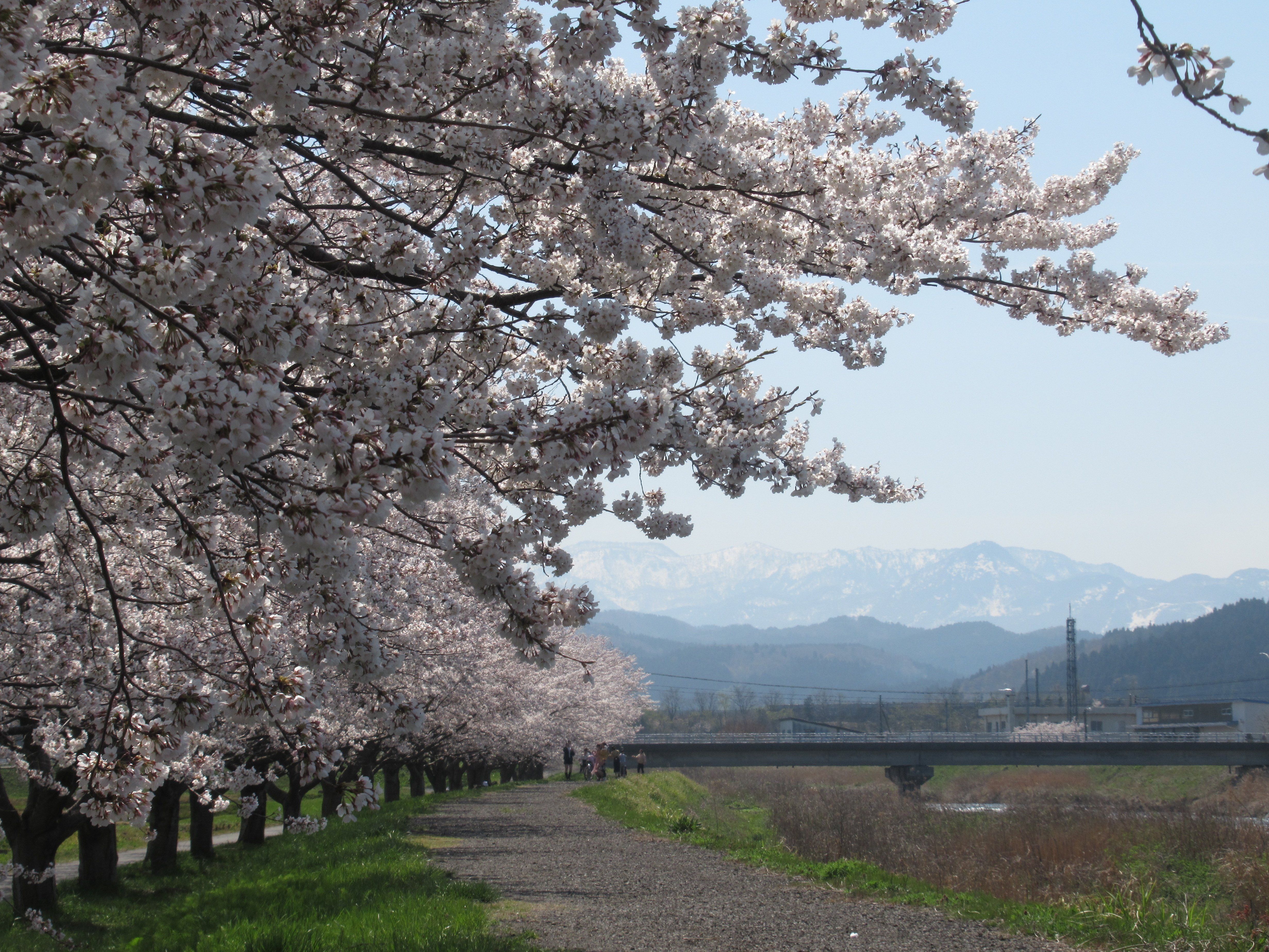꧁蝶よ花よ..恋桜.*ೄ ❀´-꧂ ①2月22日‼️糸魚川 真っ白な翡翠✨ 糸魚川の桜｜いえかつ糸魚川 BLOG