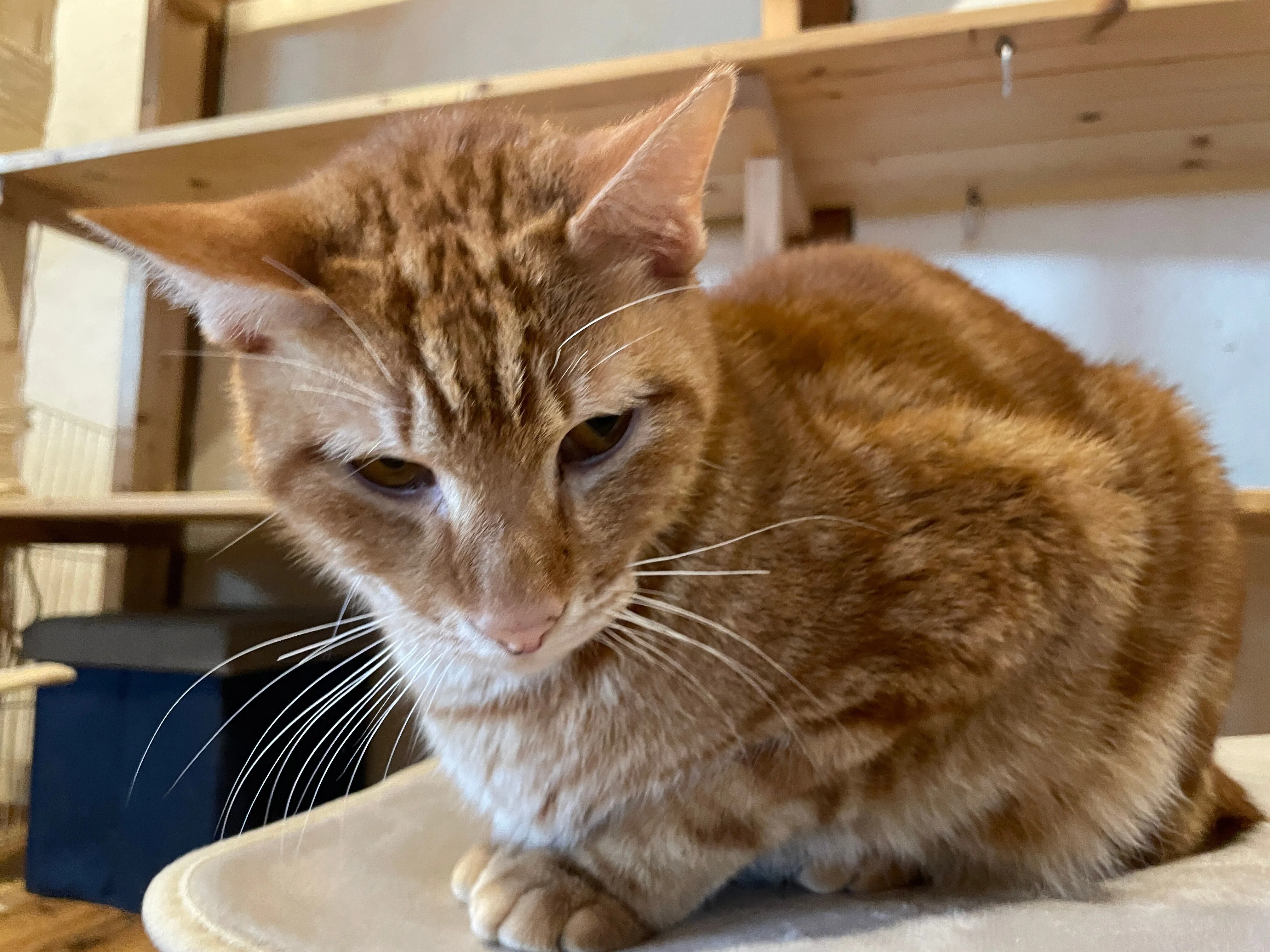 香川県三豊市「保護猫シェルターにゃんさと」リニューアル｜週刊みとよ