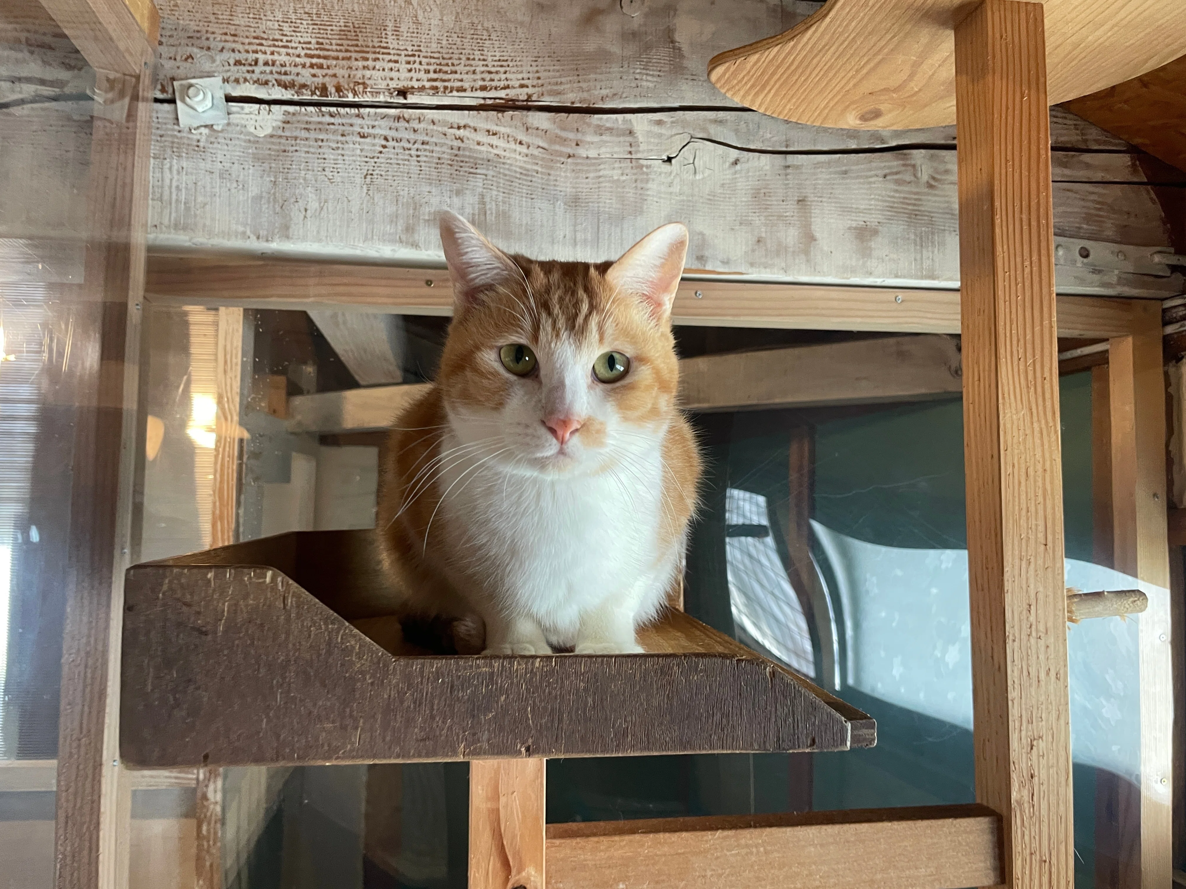 香川県三豊市「保護猫シェルターにゃんさと」リニューアル｜週刊みとよ