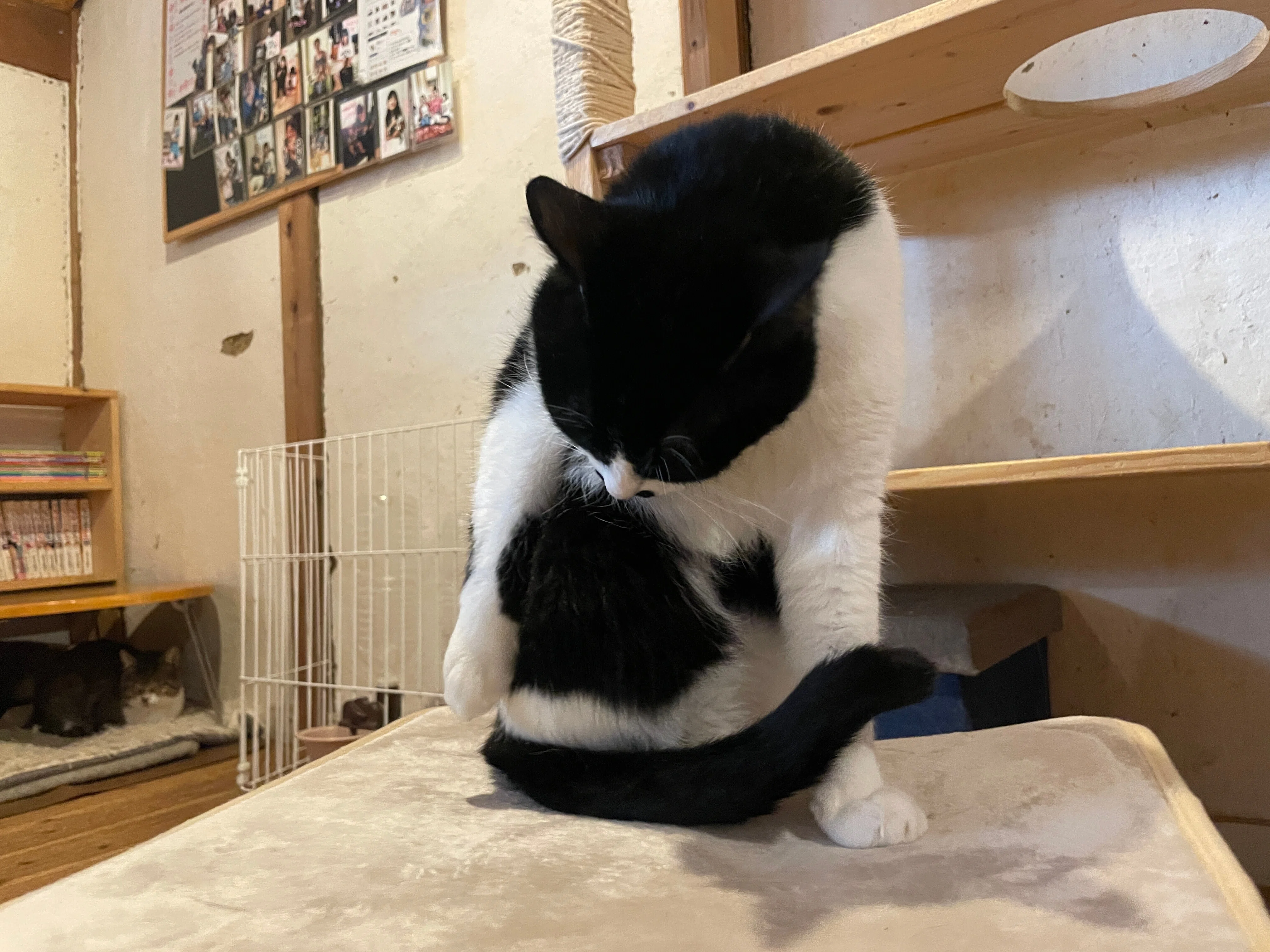 香川県三豊市「保護猫シェルターにゃんさと」リニューアル｜週刊みとよ