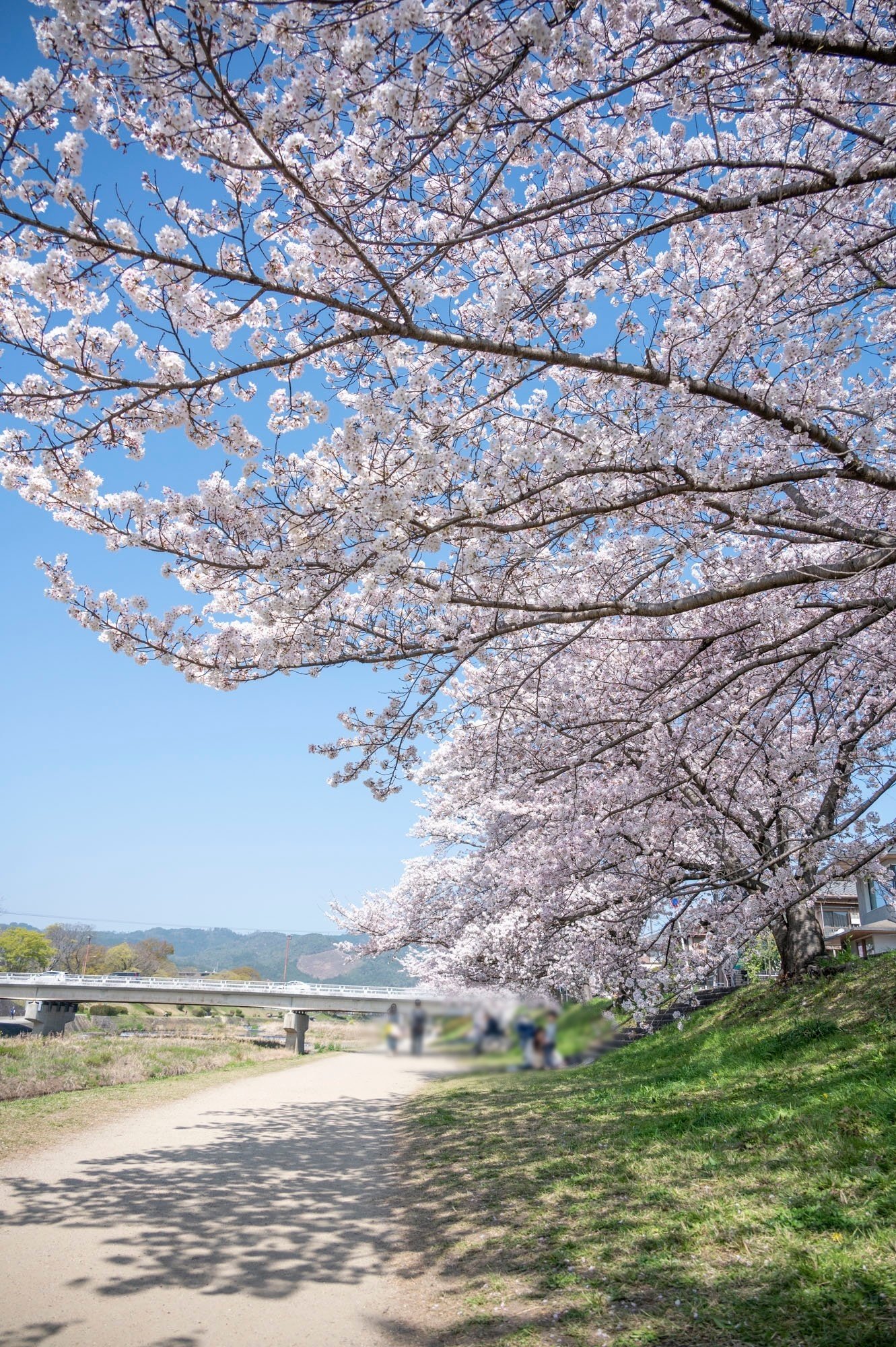 京都で満開の桜を撮りたくて。ひたすら歩きまわって、行って良かった