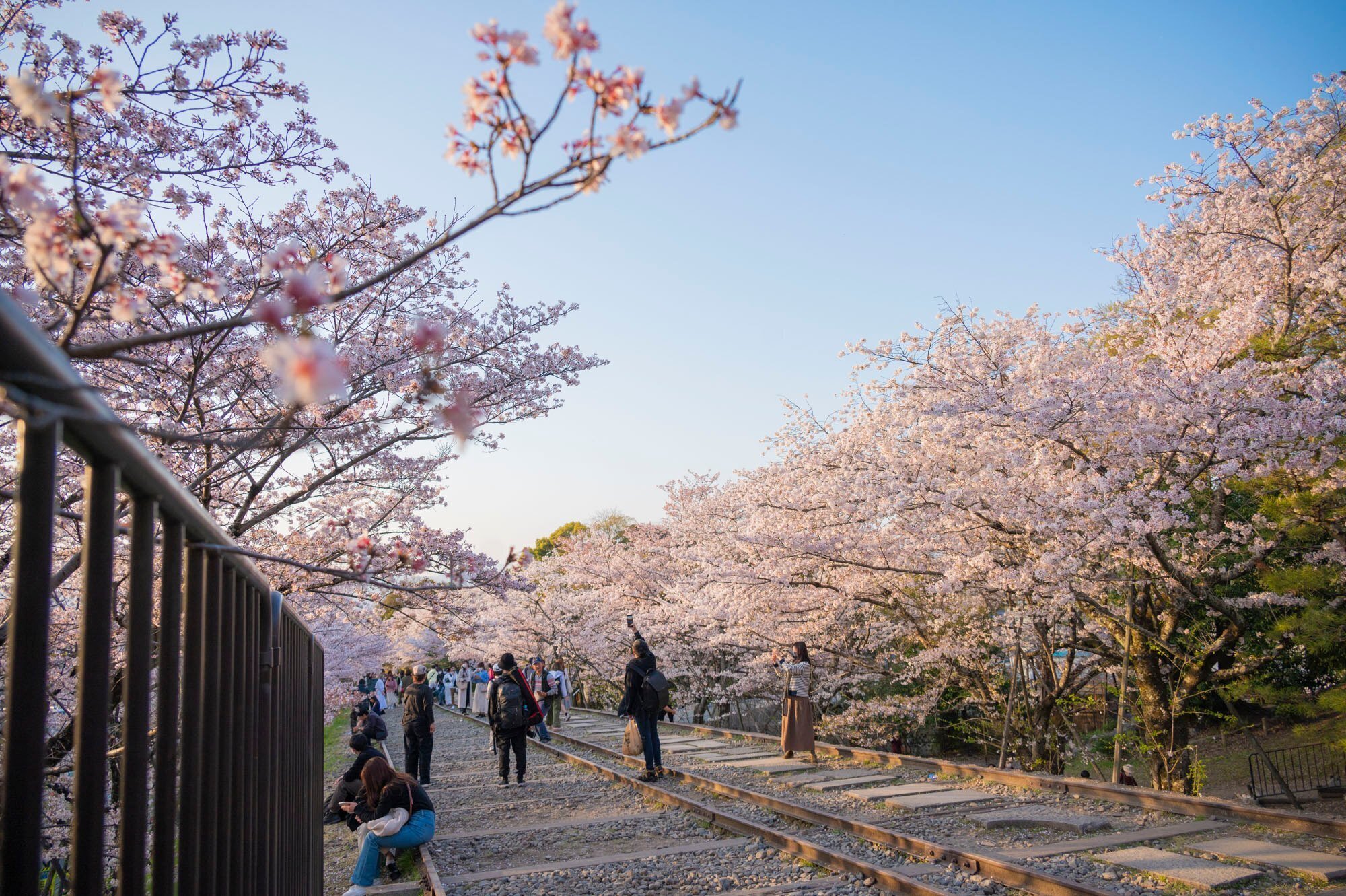 京都で満開の桜を撮りたくて。ひたすら歩きまわって、行って良かった