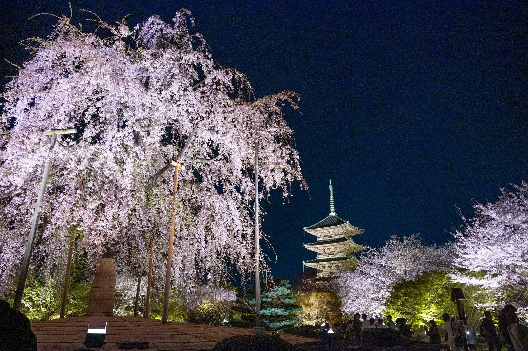 京都で満開の桜を撮りたくて。ひたすら歩きまわって、行って良かった