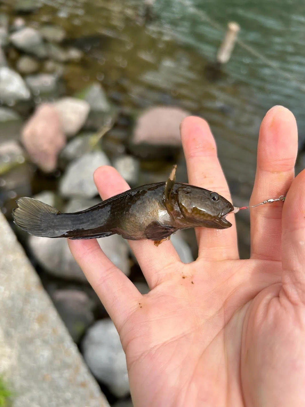 旧中川ダボハゼ釣り🎣4月2日|たまご557