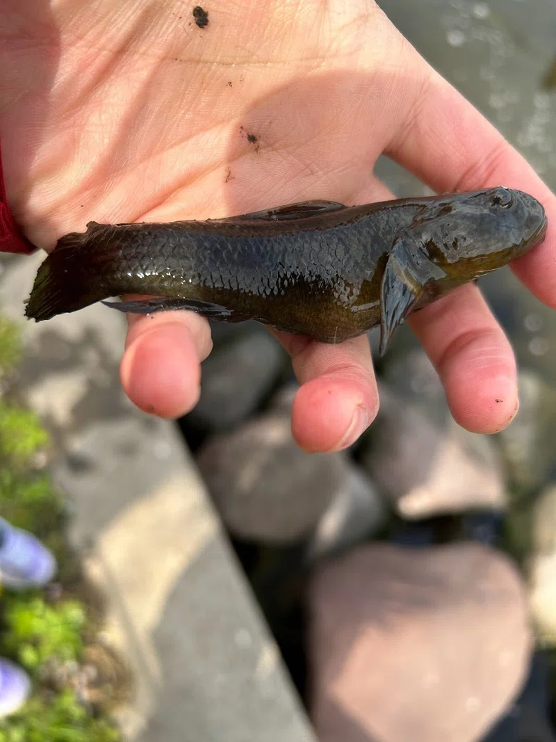 旧中川ダボハゼ釣り🎣4月2日|たまご557