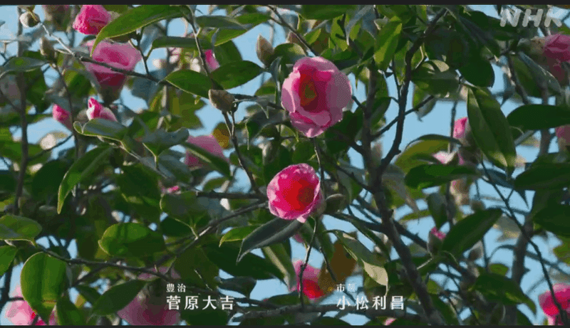 青空をバックに咲いている濃い桃色のツバキの花。