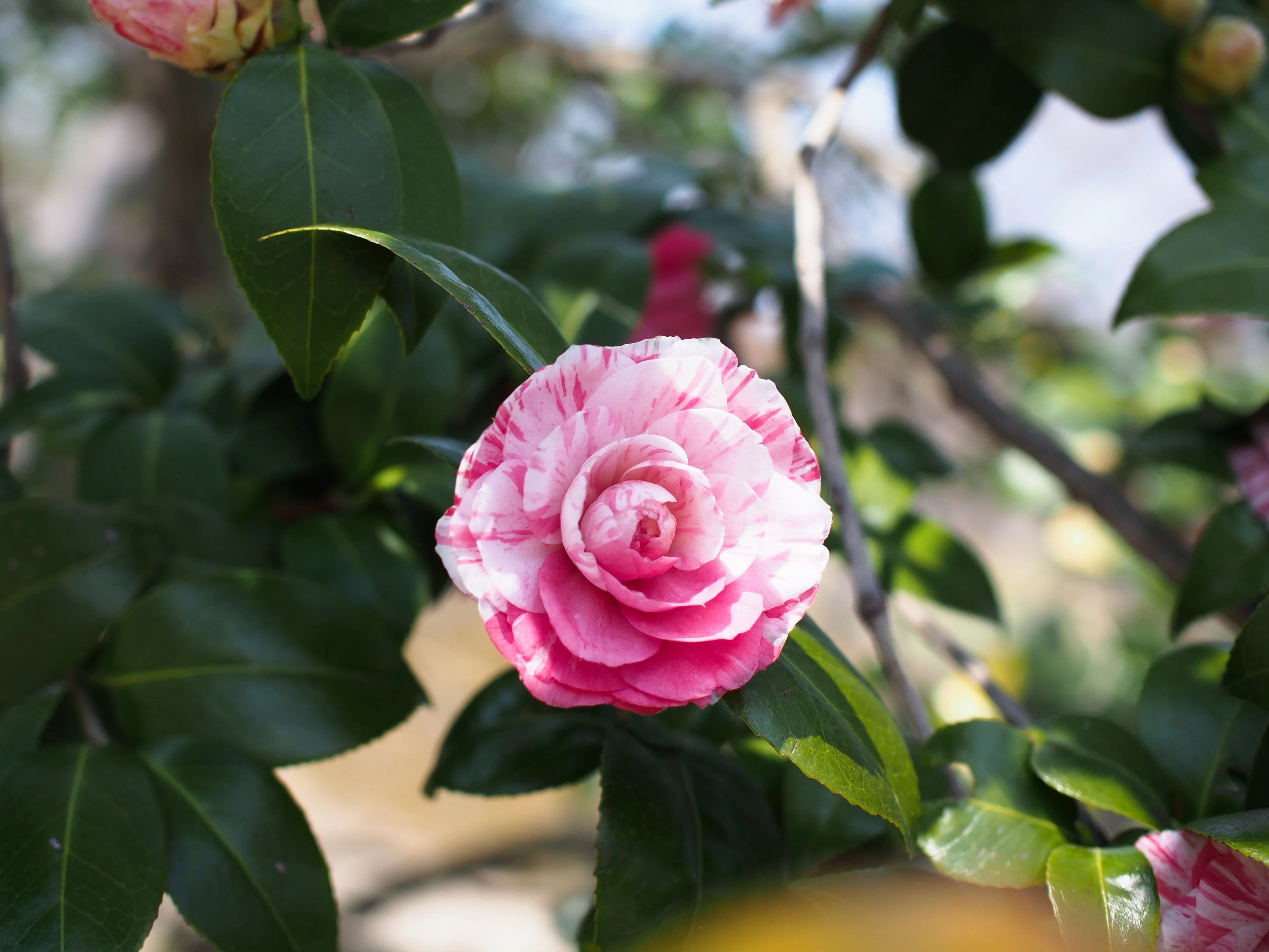 美術品・アンティーク・コレクション 椿の花園散歩