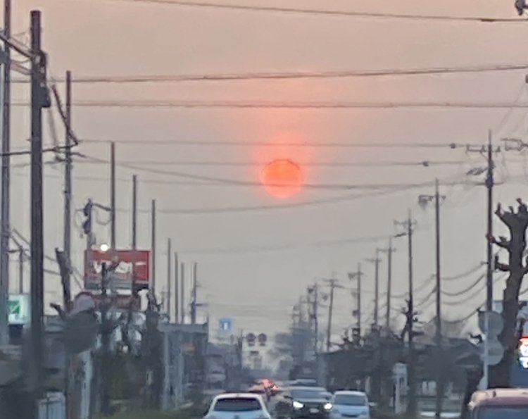 赤い太陽｜福耳の犬