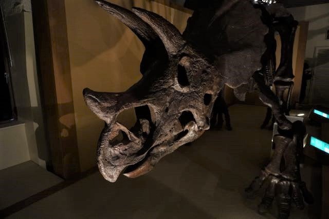 東海大学自然史・海洋科学博物館｜tetsu takashi