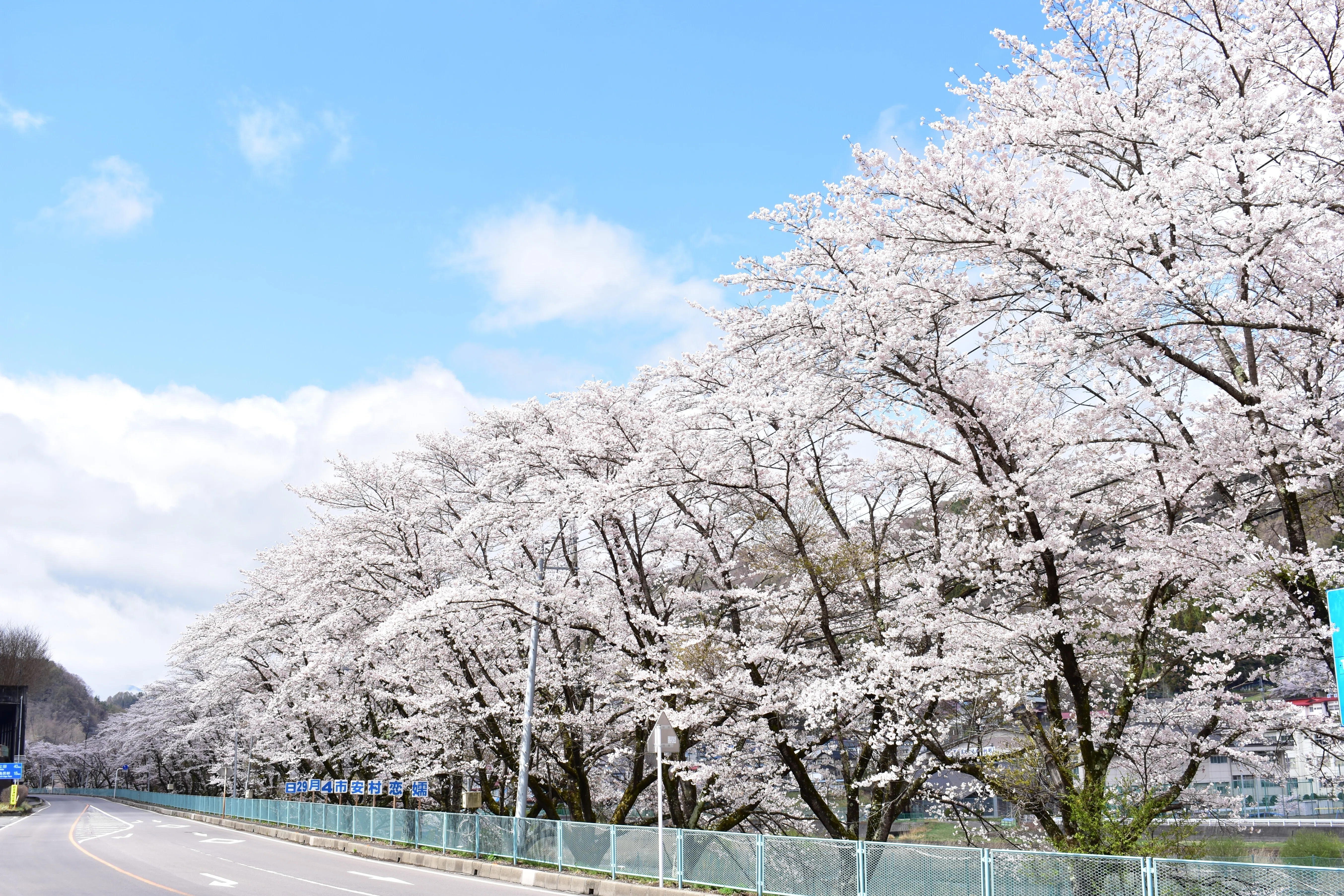 今年は開花早い！】三原の桜並木2023【つまちゃりで散策してみない