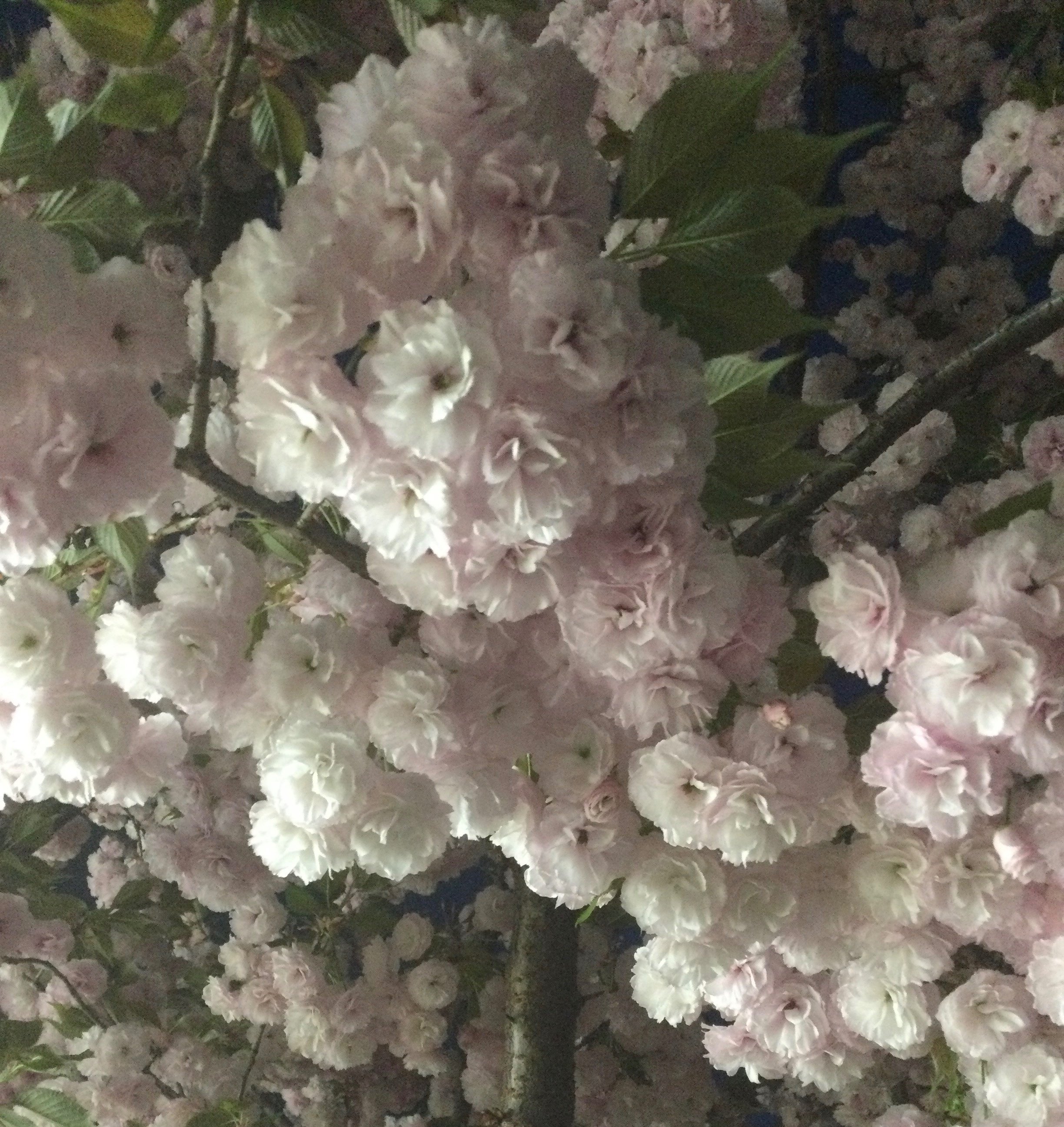 枯れない桜の下で有里咲SP