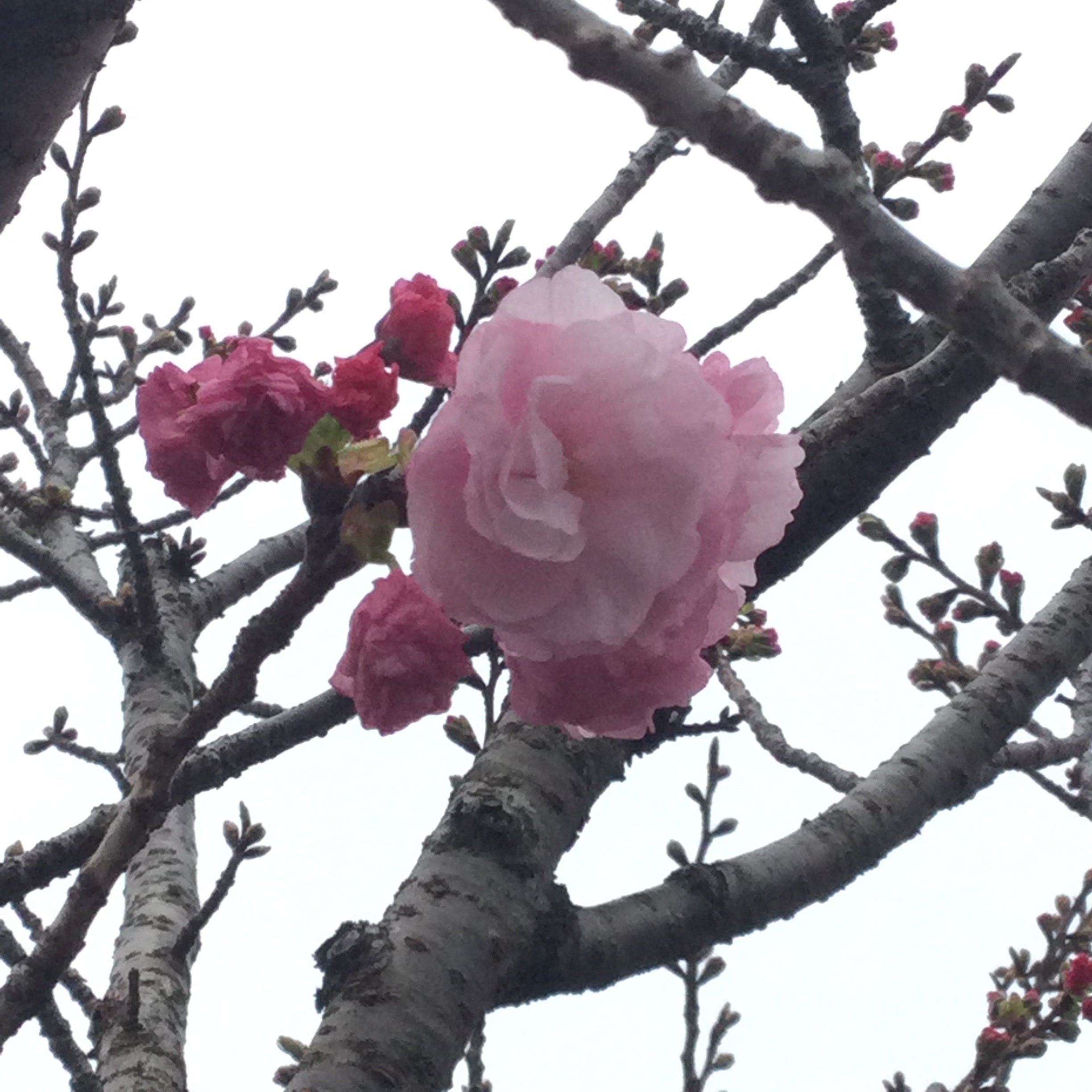 八重咲きの桜たち｜Chappy