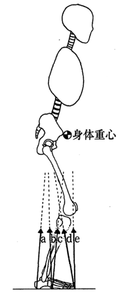 第58回理学療法士国家試験 午前1−5の解説｜Sixty_valleyのページ