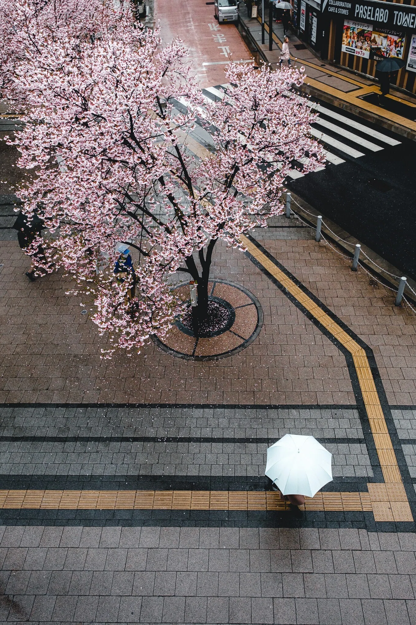 2023年の東京の桜【写真40枚】｜Nocchi(のっち)