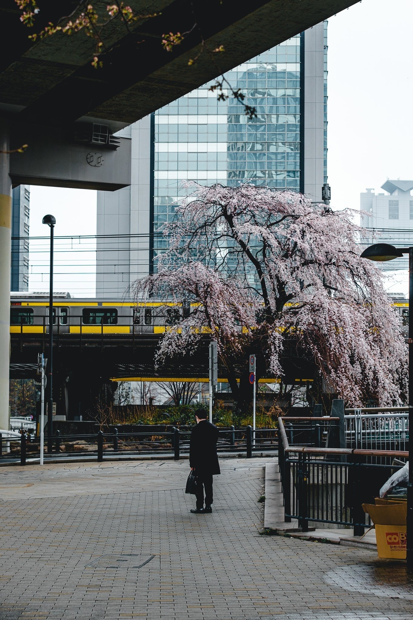 2023年の東京の桜【写真40枚】｜Nocchi(のっち)