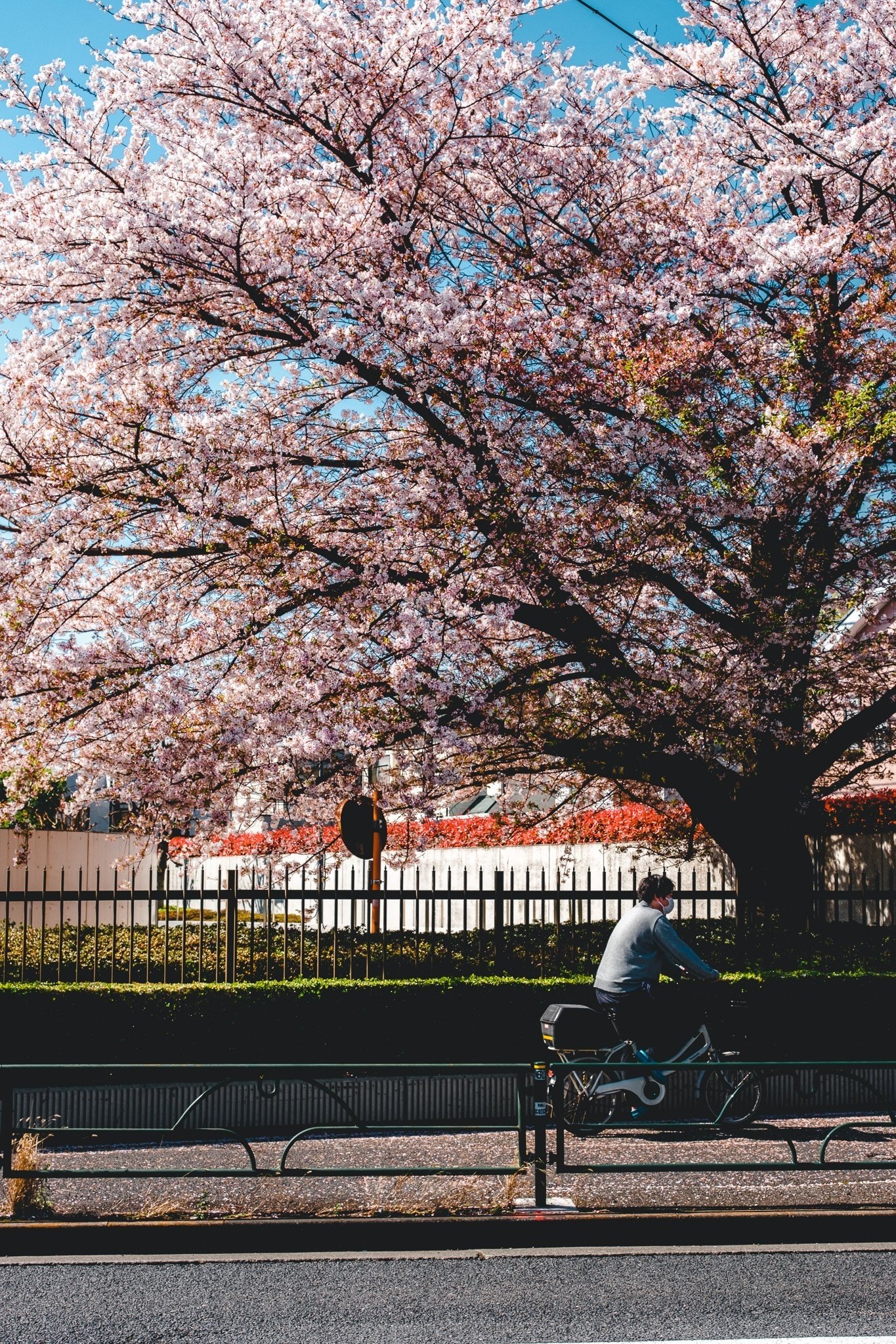 2023年の東京の桜【写真40枚】｜Nocchi(のっち)