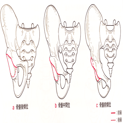 股関節痛の理学療法①2023｜理学療法士による臨床のためのnote