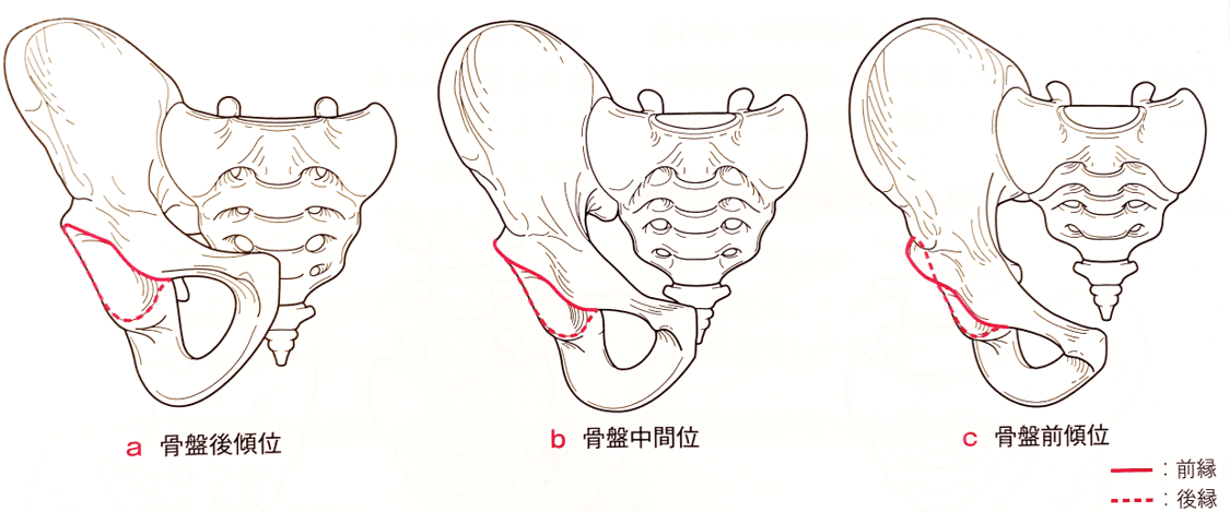 図説股関節の臨床 図説足の臨床 裁断済み 図説足の臨床 裁断済み 図説 足の臨床−第4版