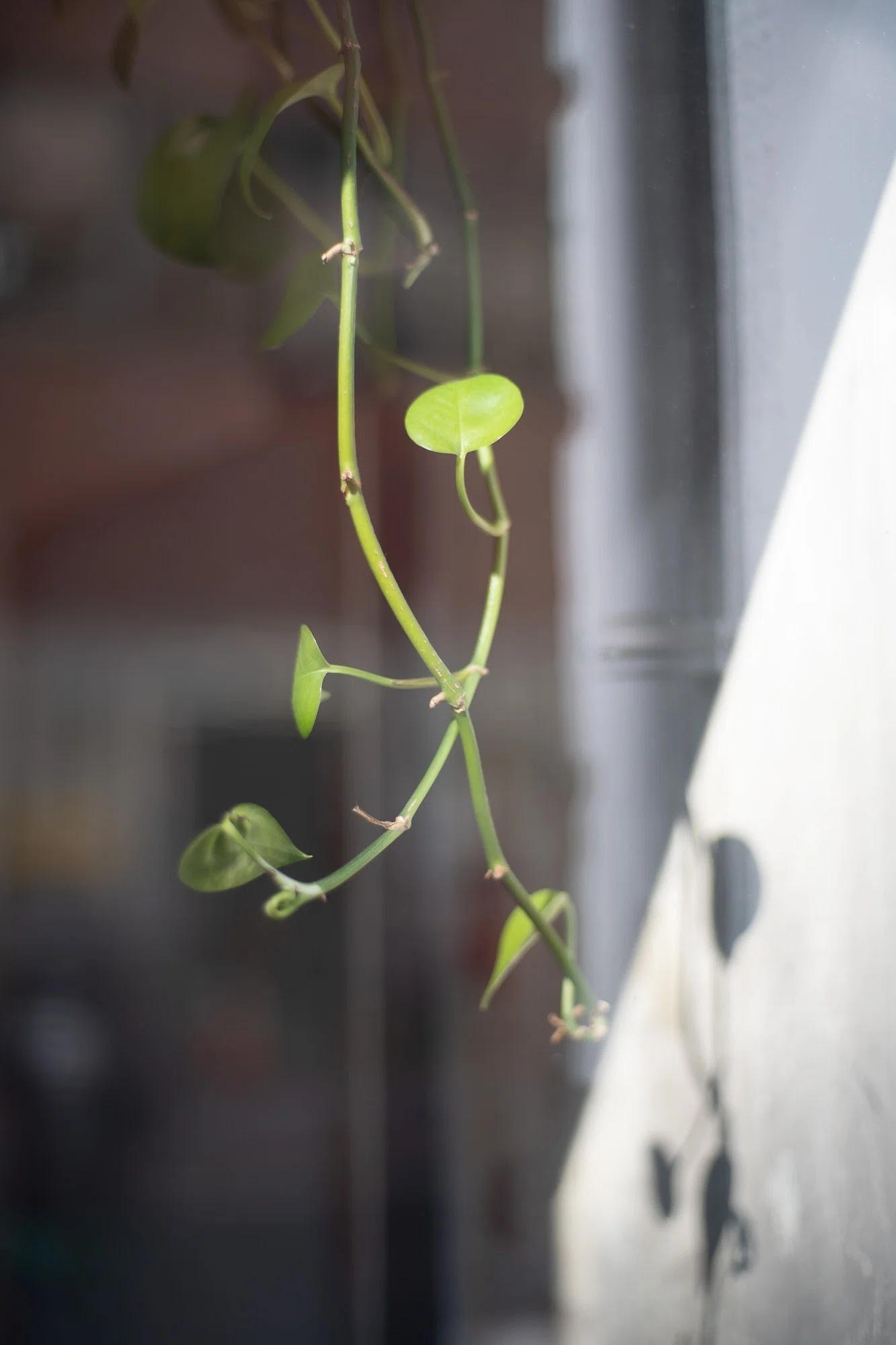 CONTAX Carl Zeiss Planar 50mm F1.7 AEJ 【デジタル編】 作例多数｜PS2U
