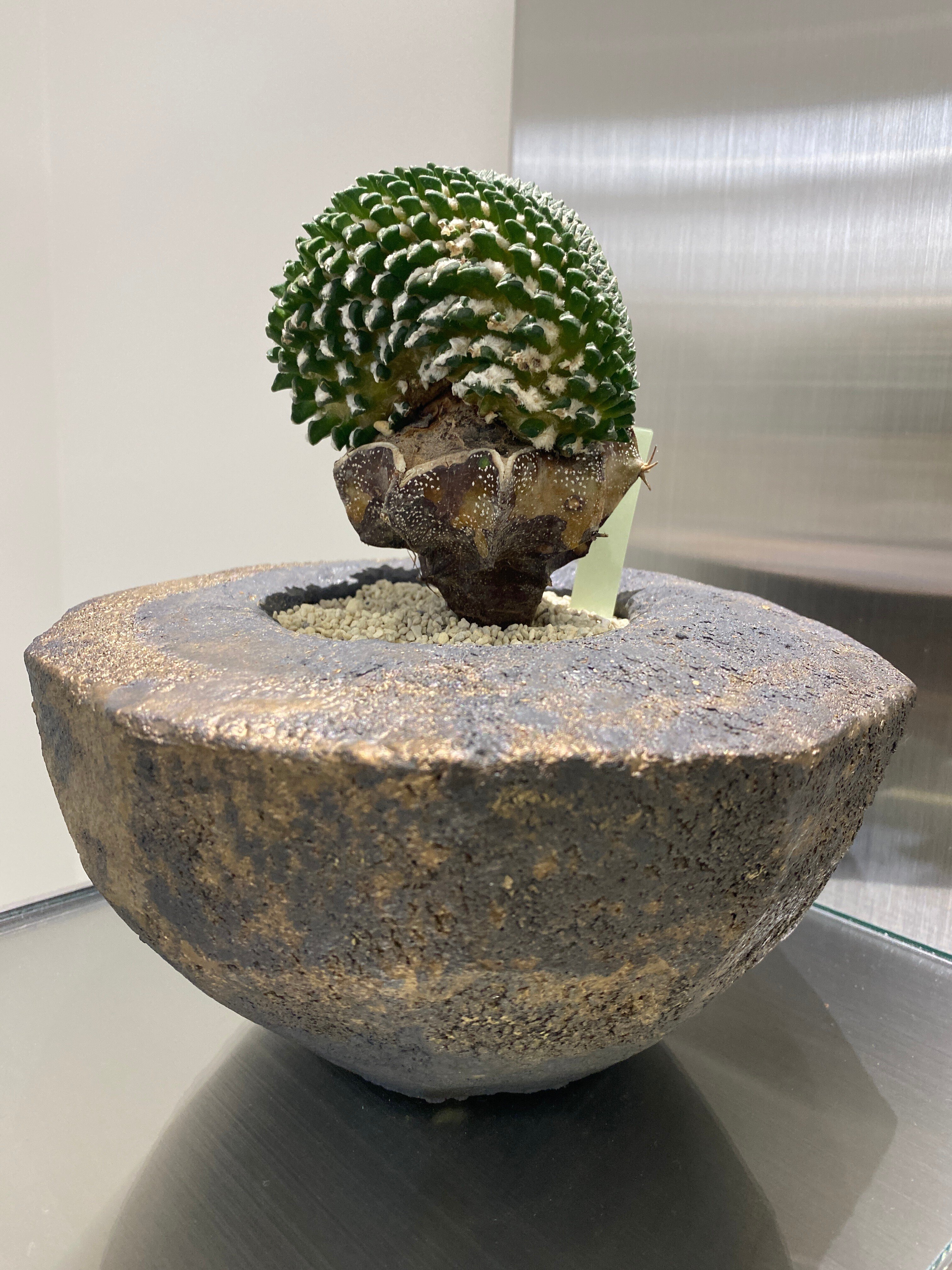 サボテン　青紫白世界3コン サボテン 青紫白世界3コン 楽天市場】ブルー（種類（植物