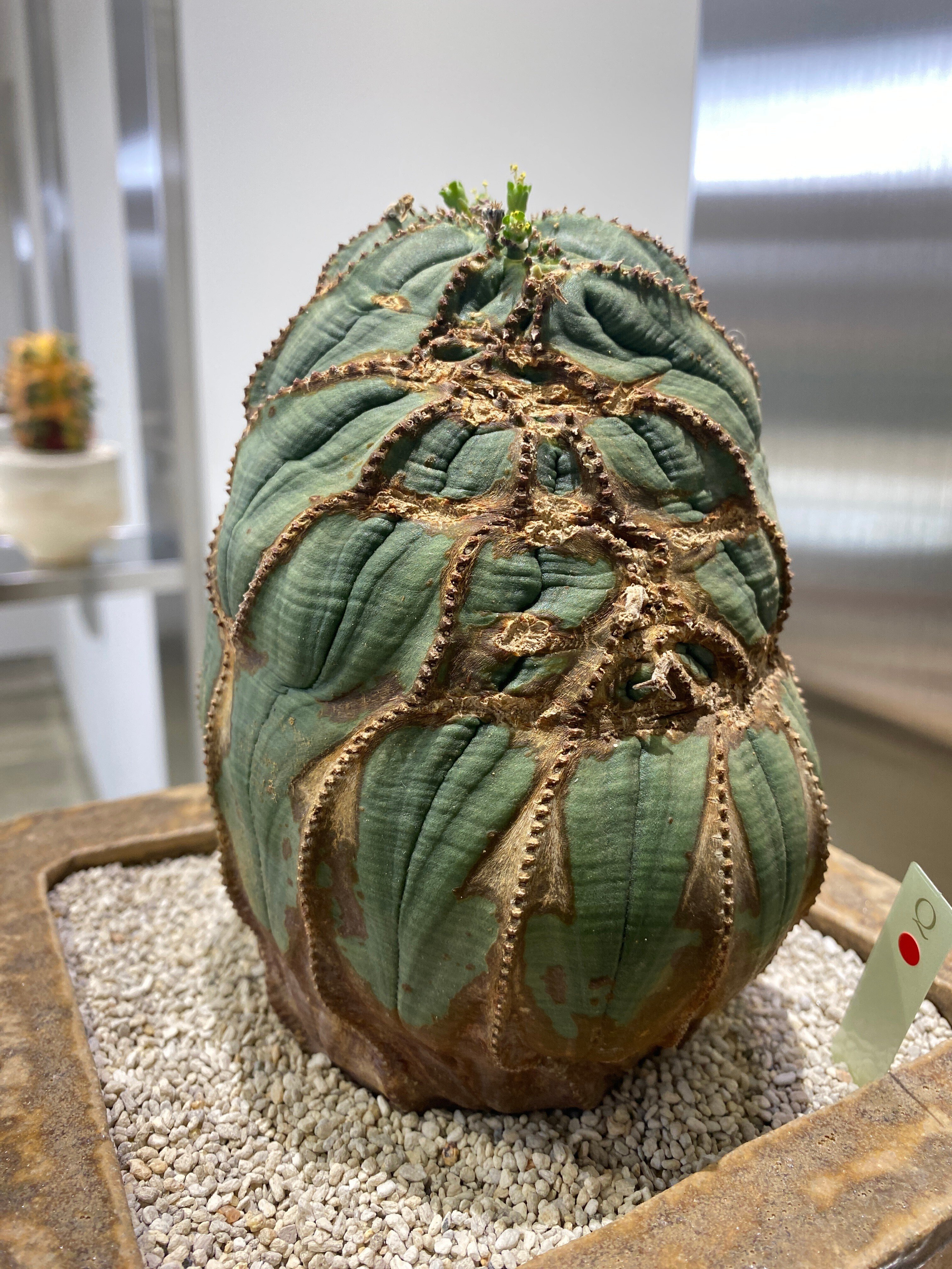 サボテン 青紫白世界3コン サボテン 青紫白世界3コン 楽天市場】ブルー