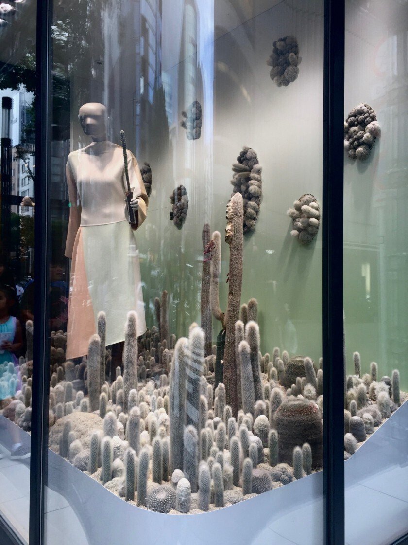 サボテン　青紫白世界3コン サボテン 青紫白世界3コン 楽天市場】ブルー（種類（植物