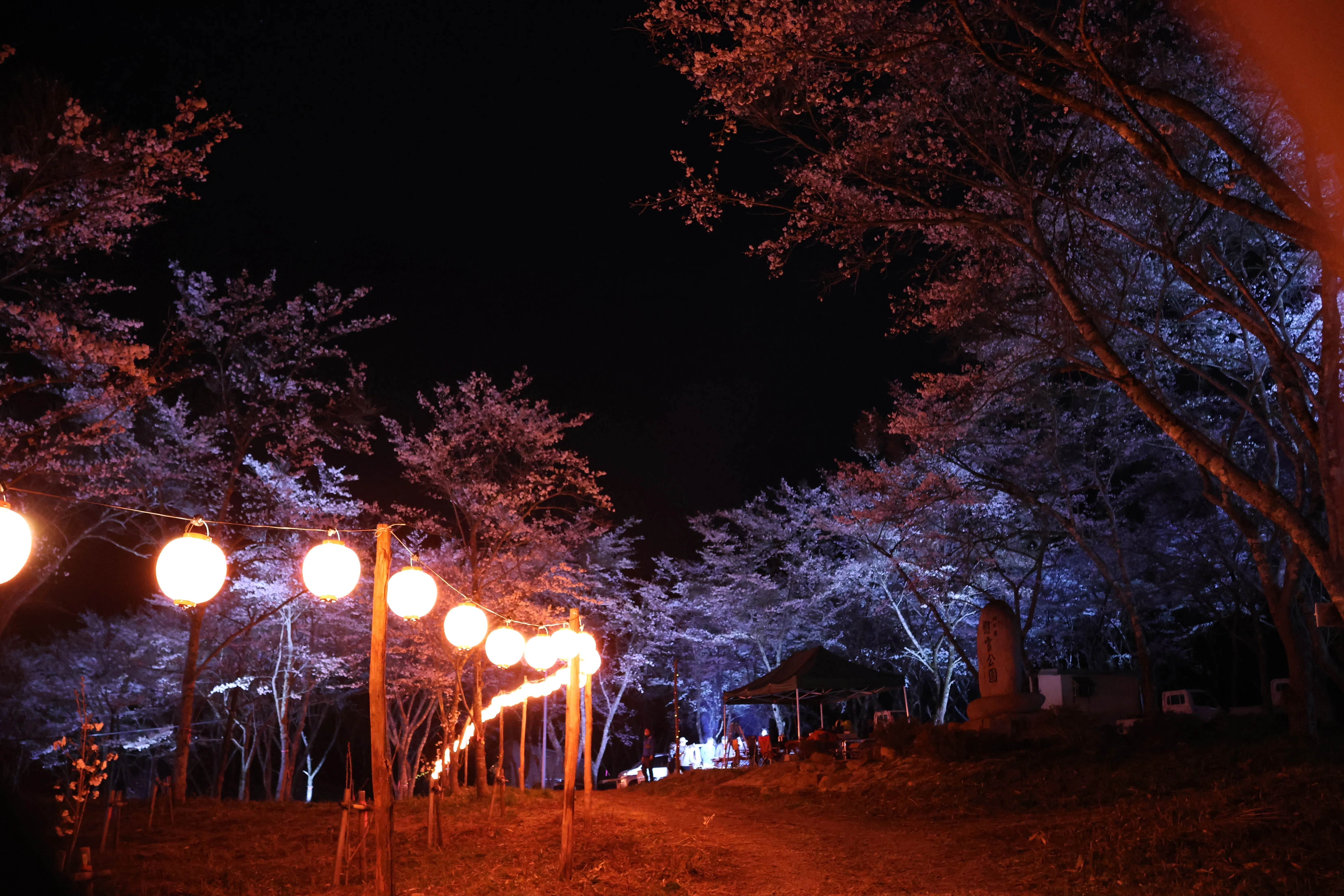 国道沿いに輝く桜の森が出現！？『多里桜公園』の夜桜ライトアップに