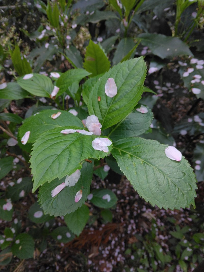 散った桜もきれいだな