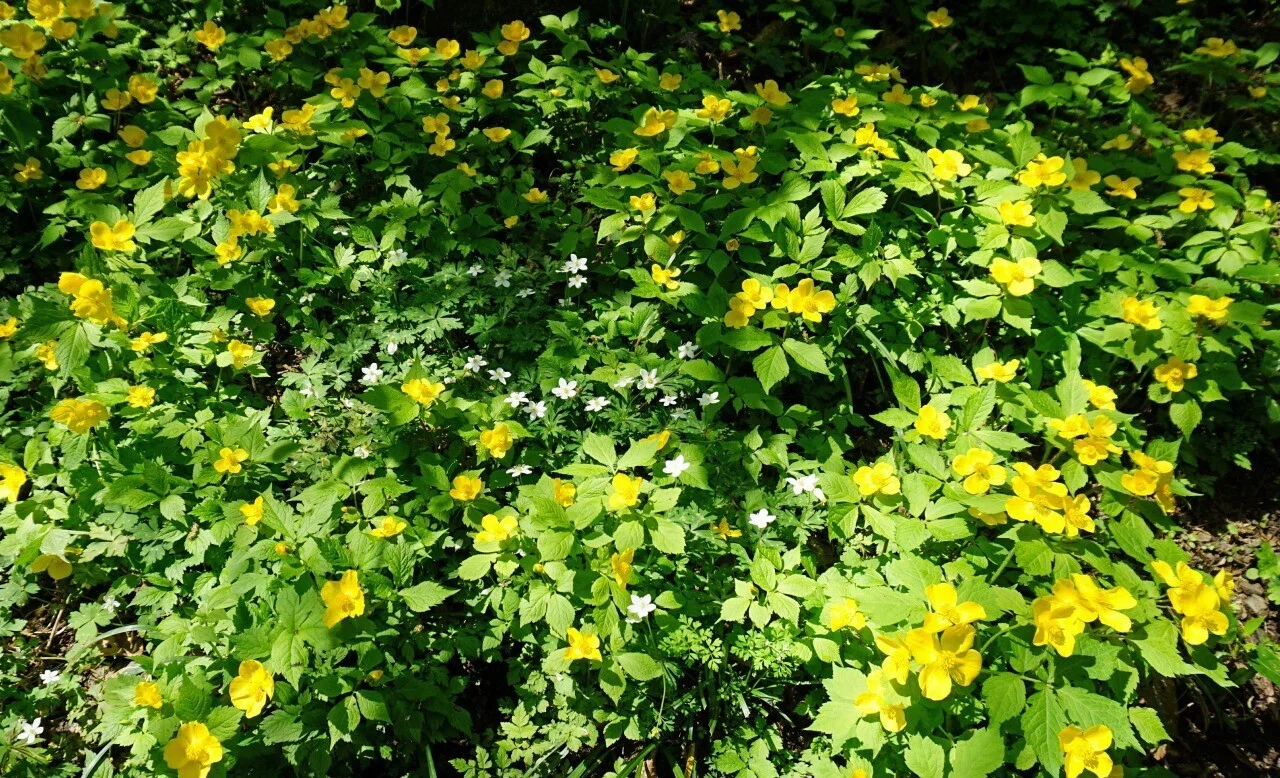 クマガイソウ黄色 秘密の花園！？春爛漫の高尾山（東京都