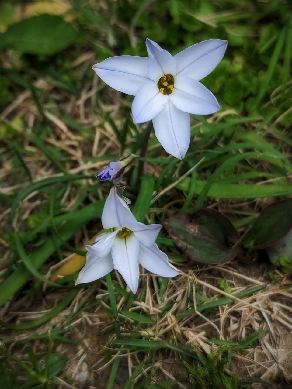 【バラ売り可能】パルナシウス・アッコ・ツライシャニ（1ペア、中国/青海省） ハナニラ増殖中｜annon