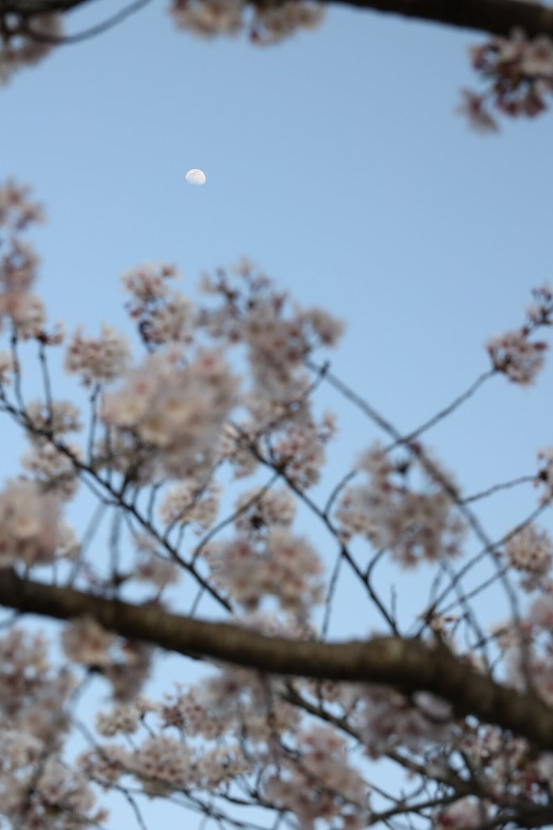 茨城 千波湖 桜
