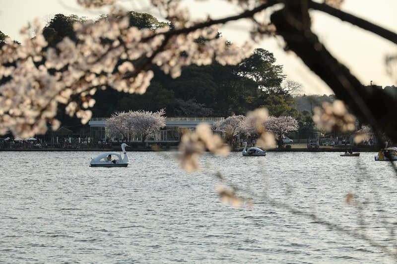 茨城 千波湖 桜 スワンボート