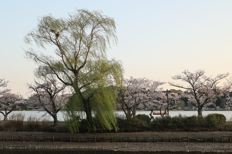 茨城 千波湖 桜 柳