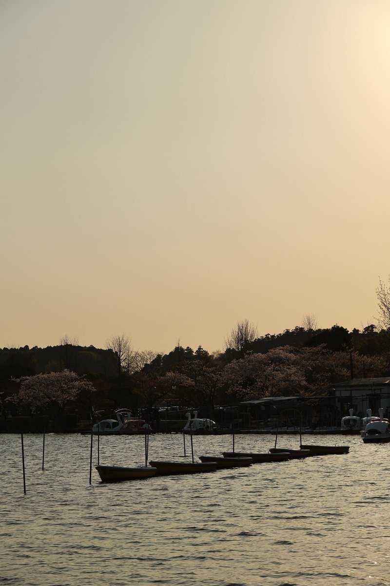 茨城 千波湖 桜 ボート