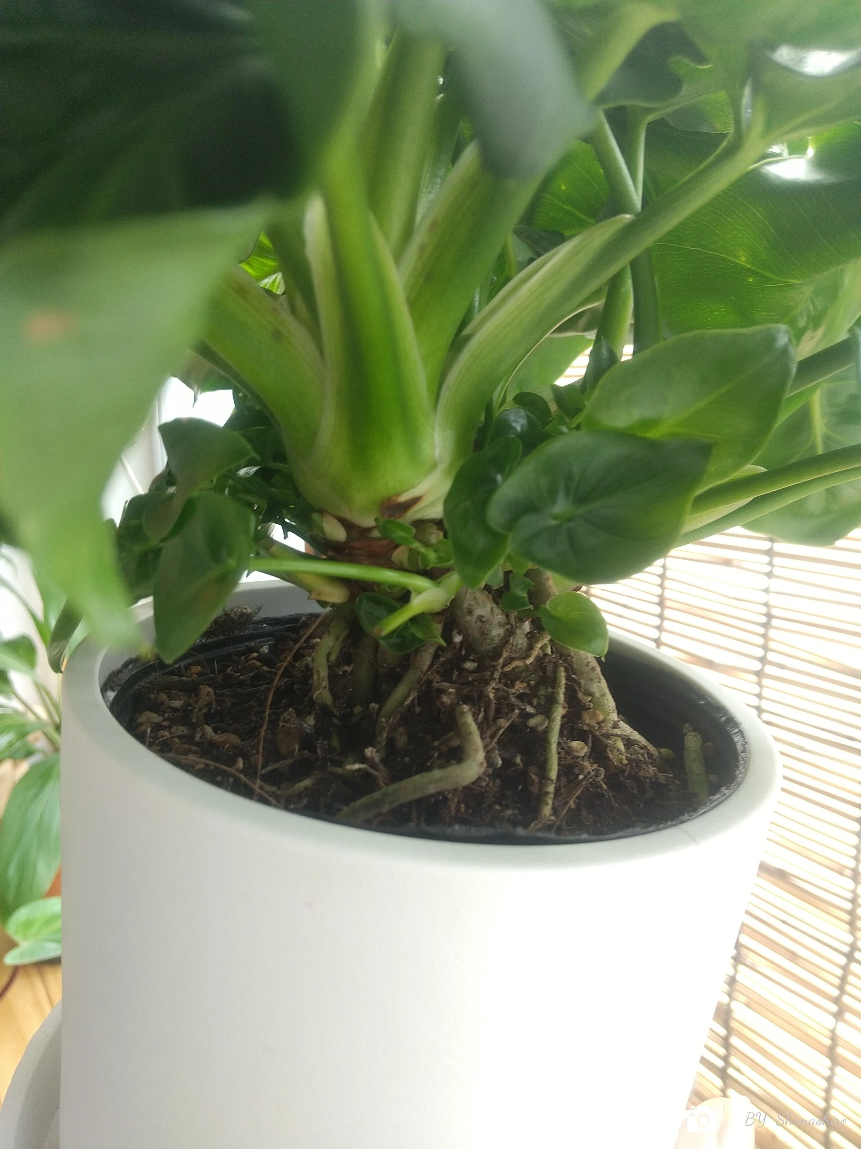お迎え 植え替え フィロデンドロン セローム スーパーアトム micyu