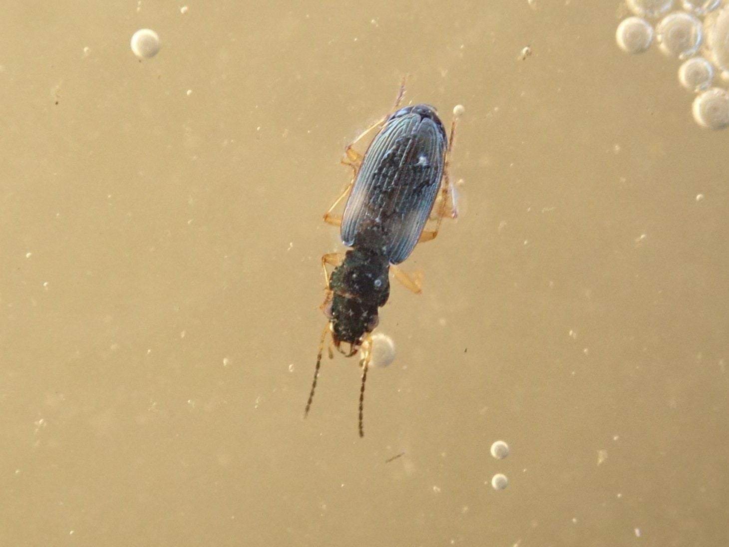 河口の中洲は宝の山―汽水性ゴミムシを探そう―｜hydraenids