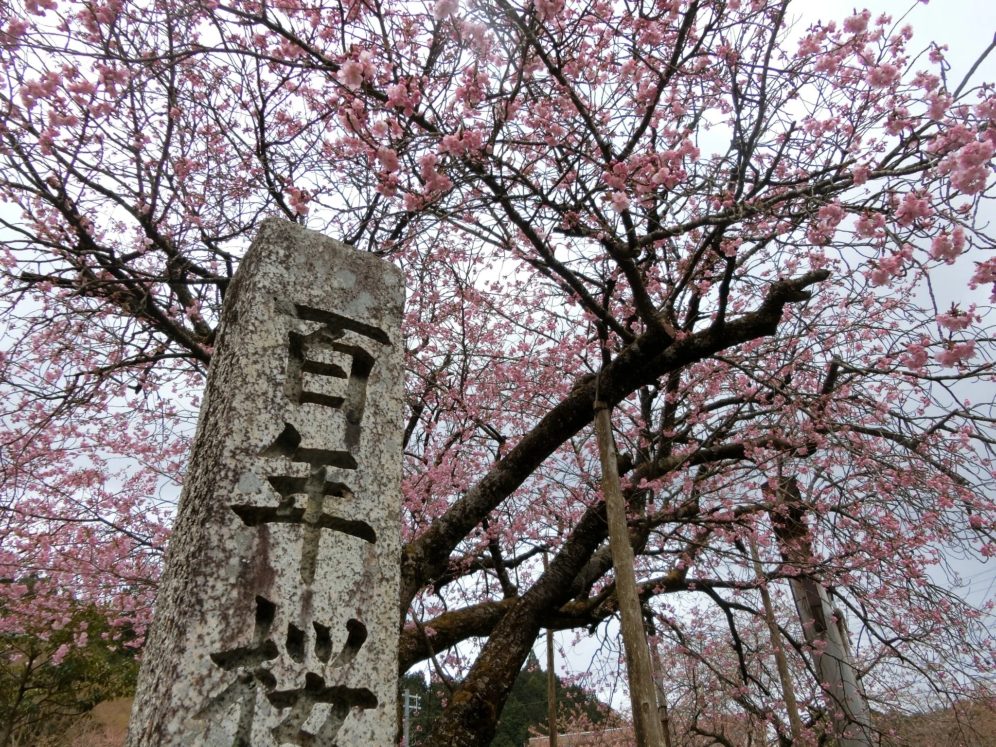 4月中旬京都桜のトリ「春日神社」黒田の百年桜【京都京北シリーズ