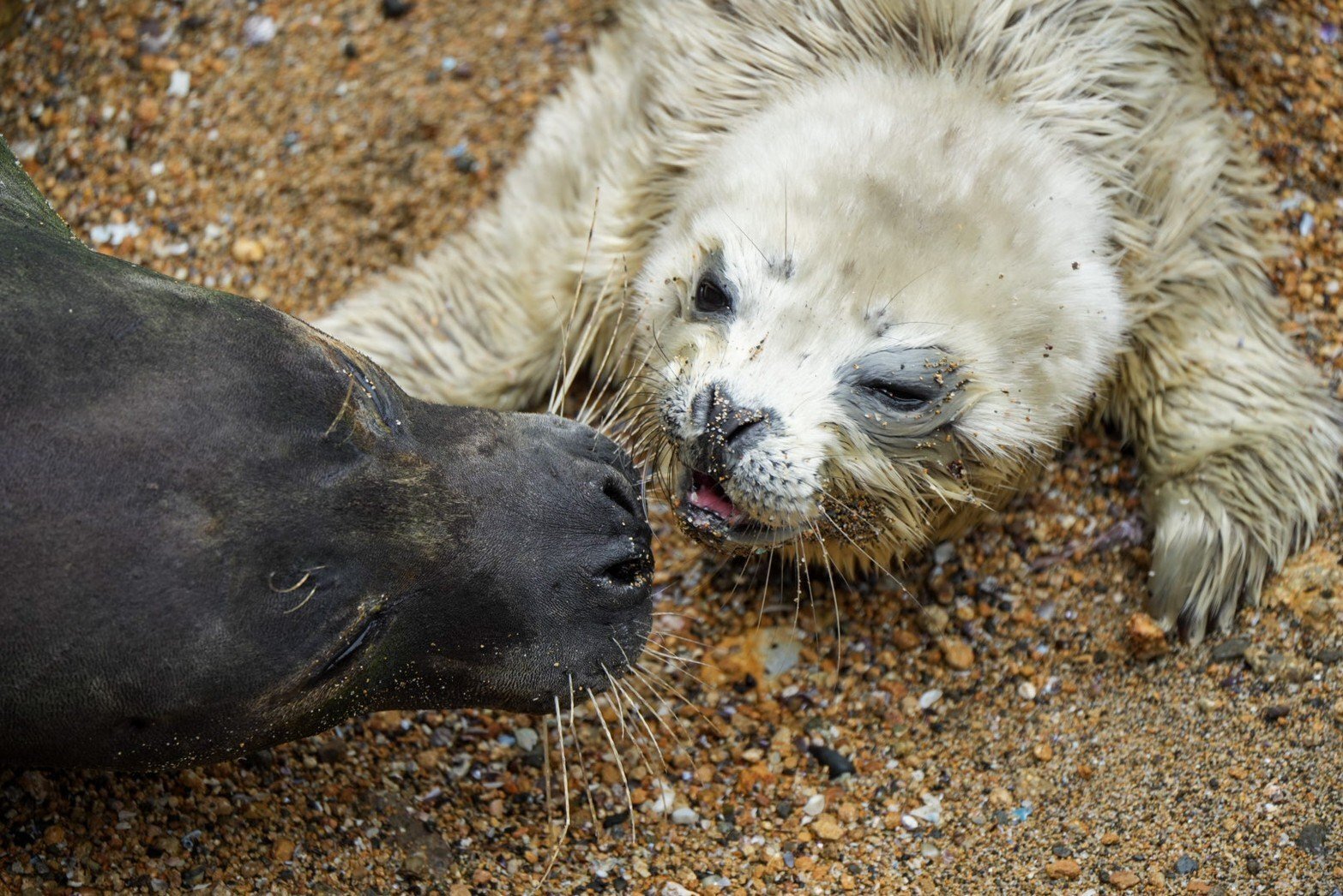 レポ#43 伊豆・三津シーパラダイス(アザラシの赤ちゃん誕生)｜haru