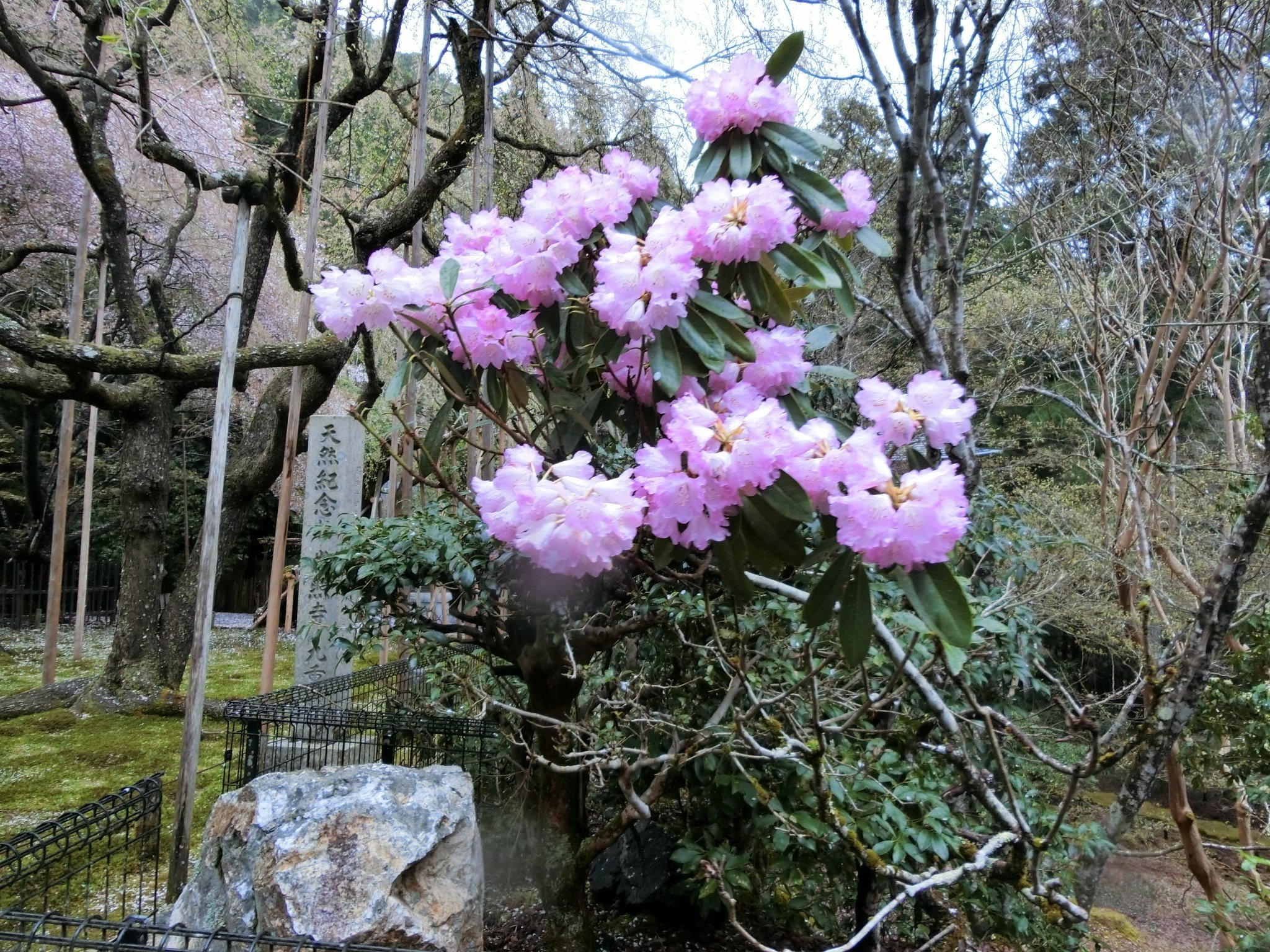 徳力富吉郎 常照光寺九重桜 （常照皇寺の桜：京都の桜 フリー写真）