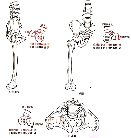 股関節痛の理学療法①2023【サブスク】｜理学療法士による臨床のためのnote