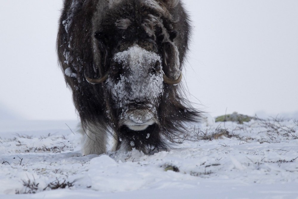 林祐介　KARHU & Picturesque Winter Landscape 写真集完成 » 美瑛・富良野 写真撮影ツアー 北海道 美瑛の写真家 林