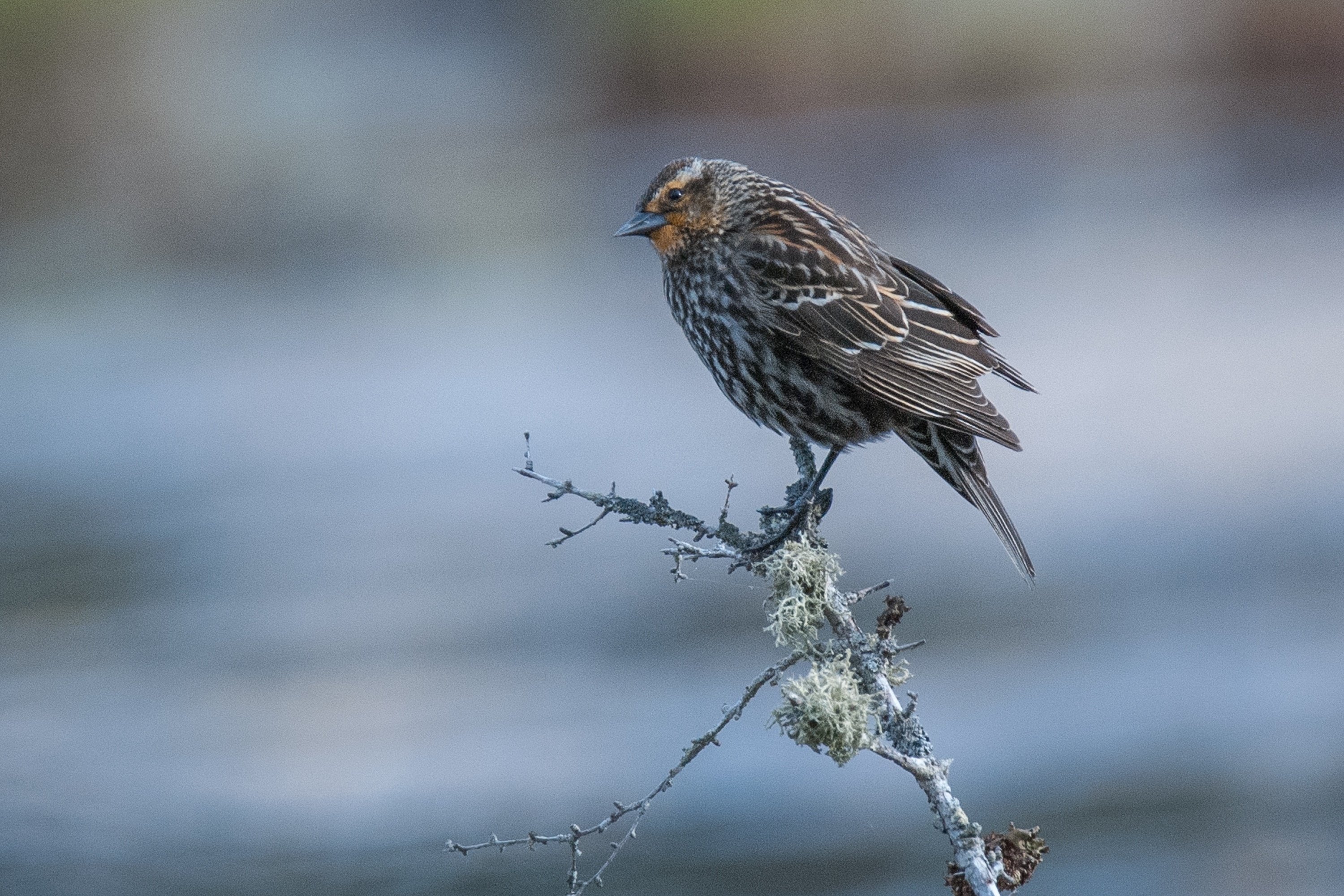 シカゴでバードウォッチング！】派手に着飾るオスたち｜ローリー
