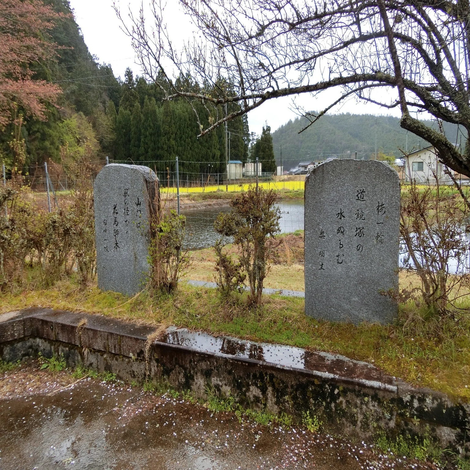かすみ桜「福徳寺(弓削寺)」弓削も含め道教ゆかりの寺【京都京北 