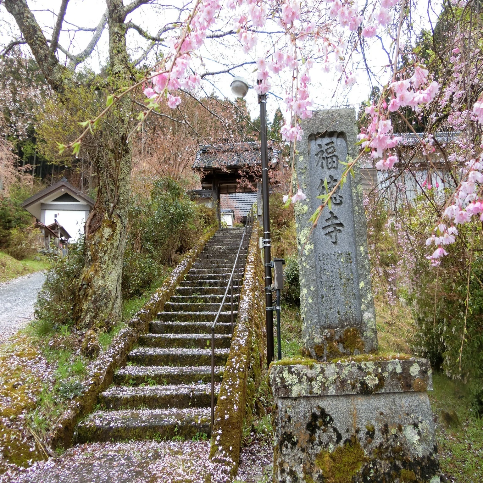 かすみ桜「福徳寺(弓削寺)」弓削も含め道教ゆかりの寺【京都京北 