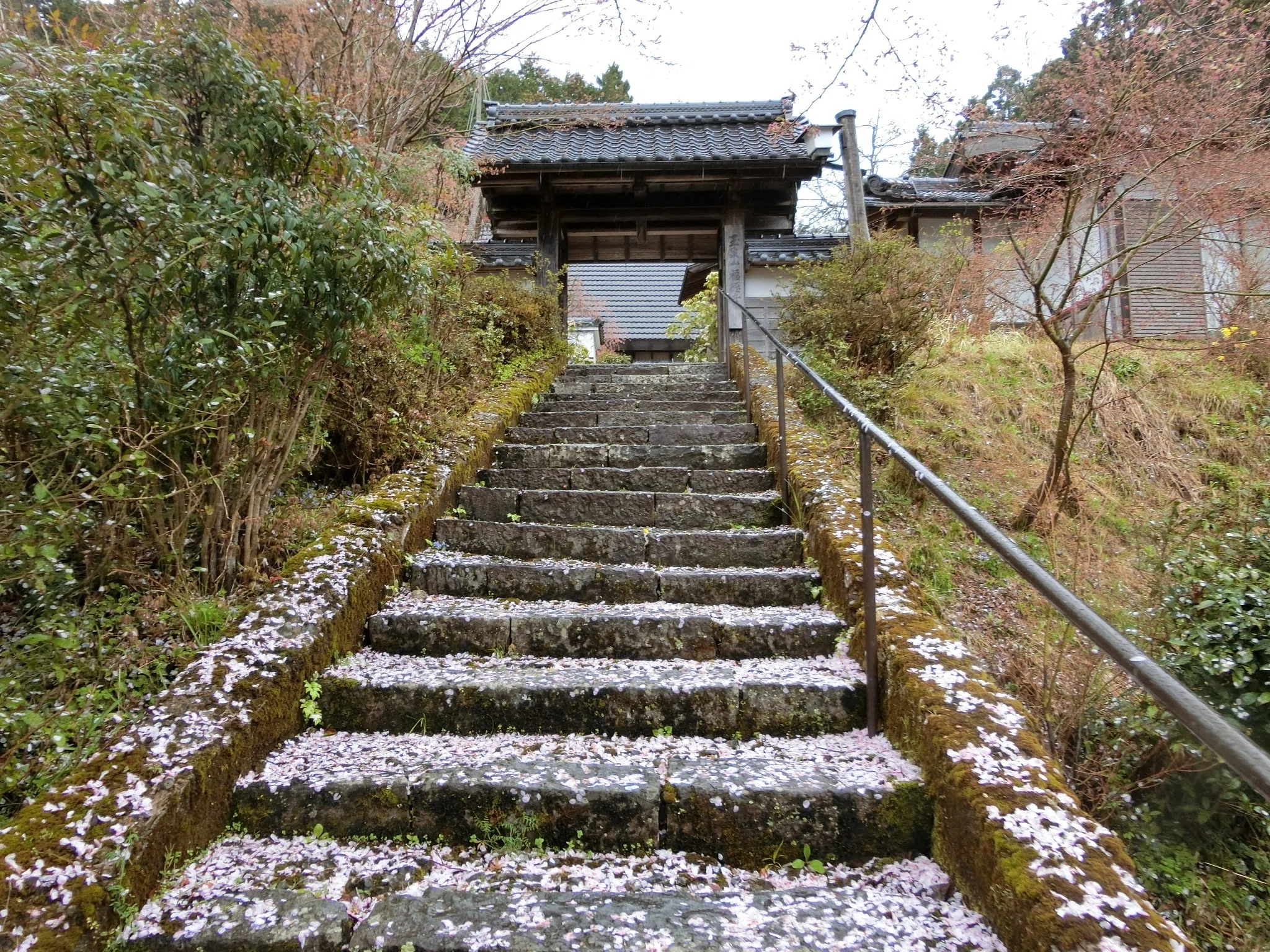 かすみ桜「福徳寺(弓削寺)」弓削も含め道教ゆかりの寺【京都京北