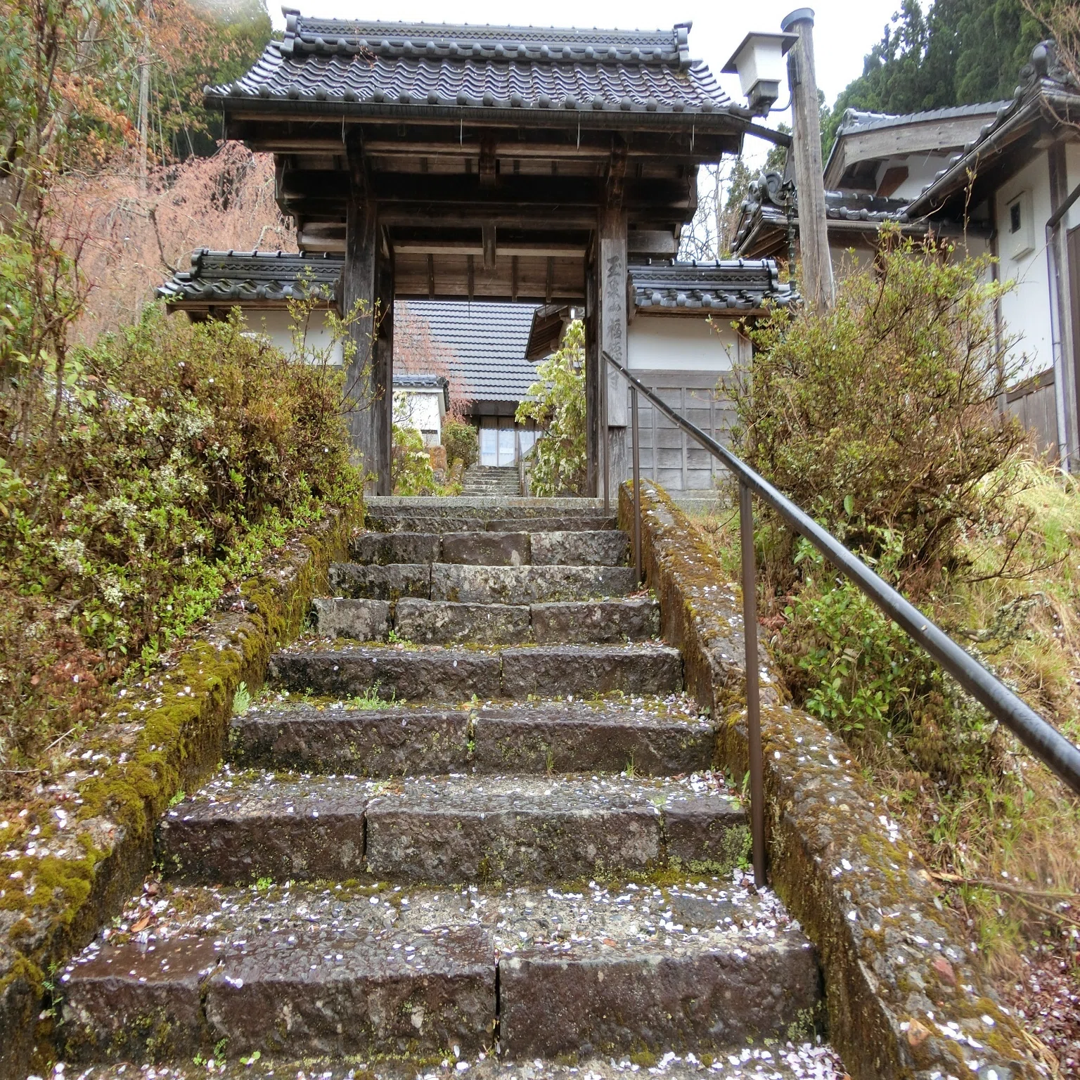 かすみ桜「福徳寺(弓削寺)」弓削も含め道教ゆかりの寺【京都京北 