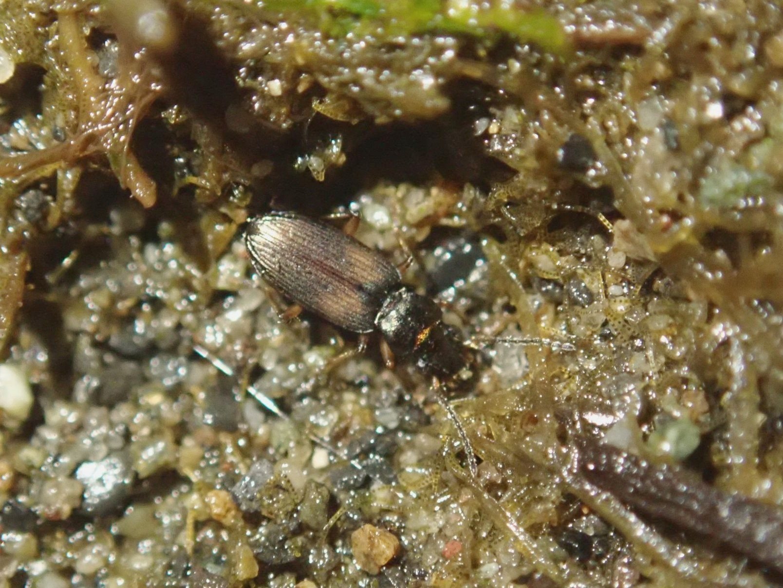 ゴミムシ すごい自然のショールーム --- ミイデラゴミムシの毒霧噴射