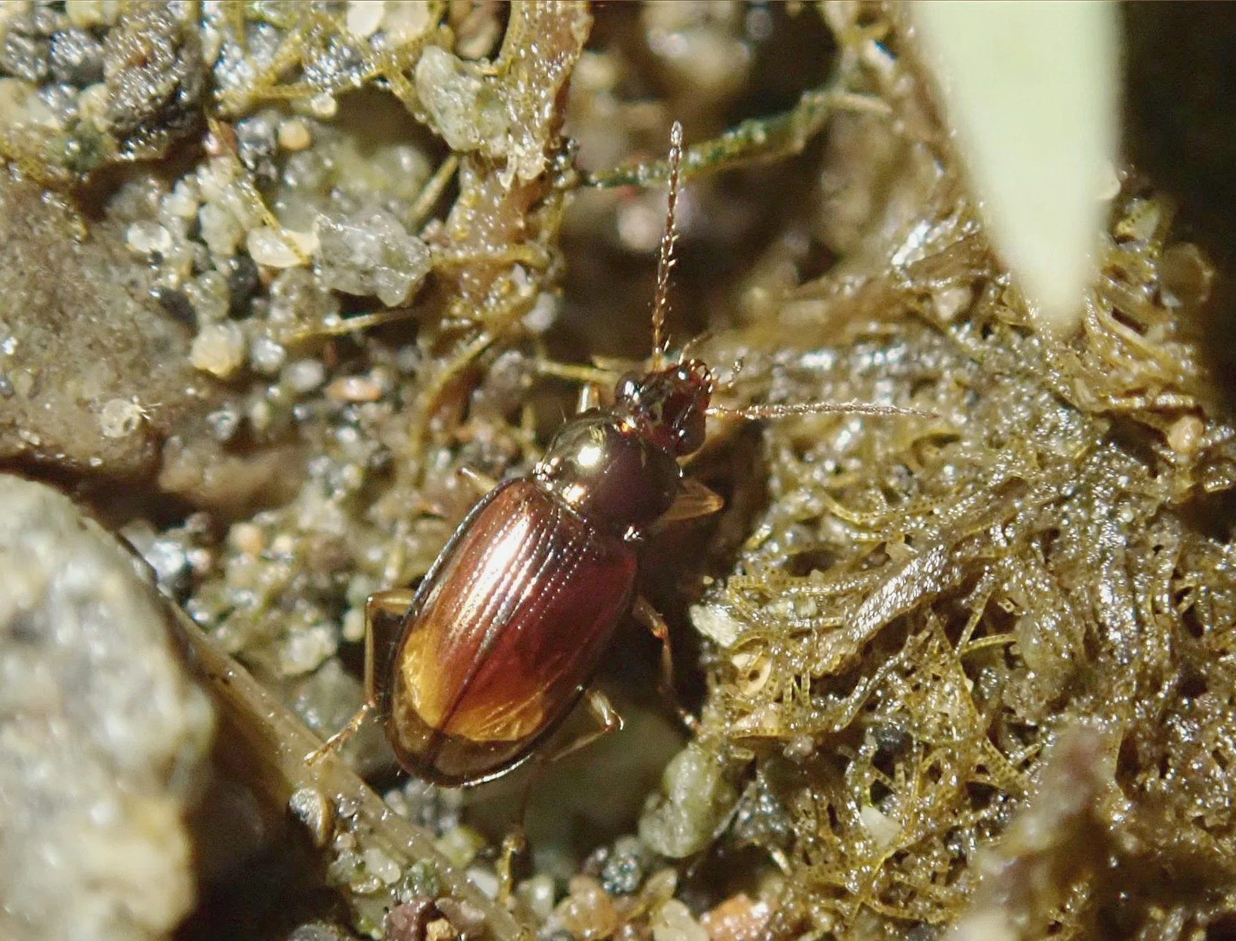 河口の中洲は宝の山―汽水性ゴミムシを探そう―｜hydraenids